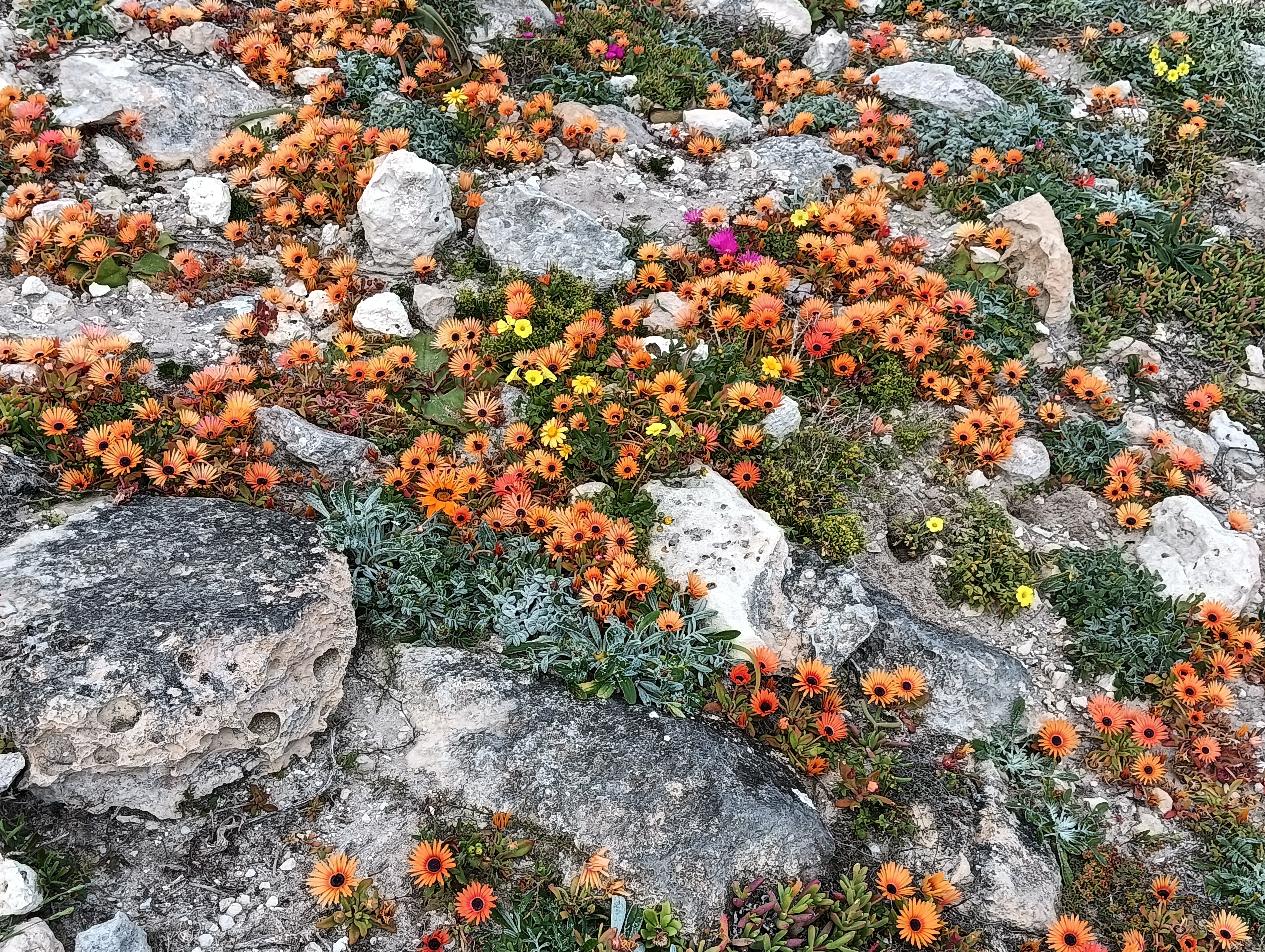 Beauty on the rocks - West Coast National Park
